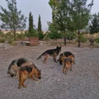 5 قلاده مولد ژرمن