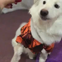 توله اشپیتز|سگ|رباط‌کریم, رباط‌کریم|دیوار