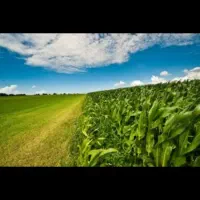 فروش-یک-قطعه-زمین-کشاورزی-به-مساحت-7000-مترمربع