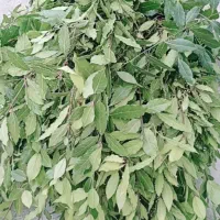 خریدارشاخه وبرگ برگ بو تازه