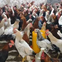 خروس ومرغ
