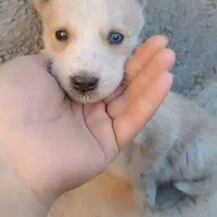 توله سگ هاسکی