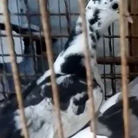 سرور پاپر
