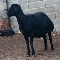 قوچ قره قزل