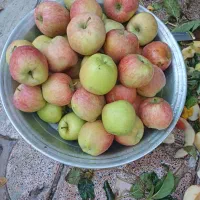 سرکه سیب خانگی