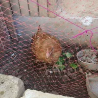 جوجه محلی دوتا معاوضه|حیوانات مزرعه|شیراز, شیخ علی چوپان|دیوار