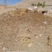 کود حیوانی گاوی|لوازم جانبی حیوانات|کاکاوند, |دیوار