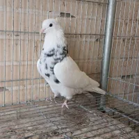 کبوترطوقی زیبا|پرنده|فولادشهر, مسکن مهر فولادشهر|دیوار