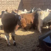 بزغاله چاق مناسب قصابی|حیوانات مزرعه|یونسی, |دیوار