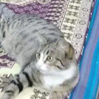 یک عدد گربه قم شد مژدگانی دارد