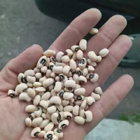 فروش حبوبات خرده|خوردنی و آشامیدنی|رشت, انصاری|دیوار