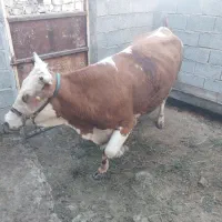 ۳۰۰ میلیون
