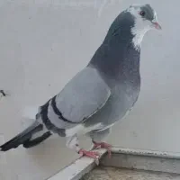 کبوتر پرشی