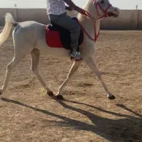 فروش اسب ،و جهت کشش عرب دوسر مصری