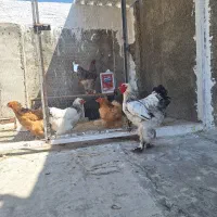 مرغ و خروس برهما درجه یک