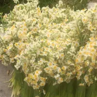 فروش گل نرگس فقط ۴۳۰|گل و گیاه طبیعی|شیراز, کاراندیش|دیوار