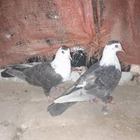 کفتر پرشی کربلی|پرنده|قوچان, |دیوار
