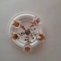 دو عدد لوستر