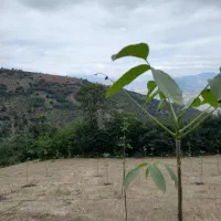 زمین 1000 متری/درختکاری شده/با آبیاری قطرهای