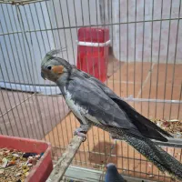 عروس هلندی ماده بالغ (عسلویه)|پرنده|بندر کنگان, |دیوار