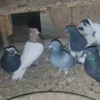 ت تعدادی کبوتر در یک و خوب|پرنده|صدرا-فارس, فاز ۱|دیوار