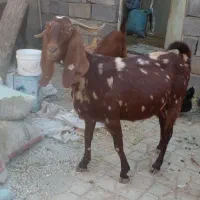فروش تعدادی بز نژاد دار آبستن دوقلوزا|حیوانات مزرعه|همدان, |دیوار