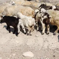 میش بره دار و آبستن|حیوانات مزرعه|جره و بالاده, |دیوار