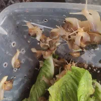 حلزون آچاتینا