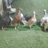 کفترهوای کویتی پرشی کرمانی