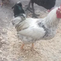 خروس