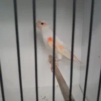 قناری ماده موزاییکی و گلاستر