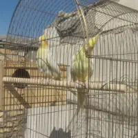 راهب،گرینچک،عروس هلندی،همگی جفت و مولد|پرنده|فسا, |دیوار