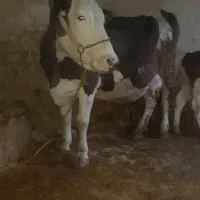 گاوگوسال سیمیتال