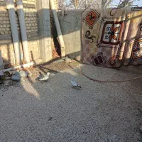 کبوتر|حیوانات|خمینی‌شهر, |دیوار