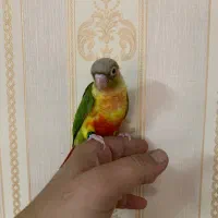 جوجه گرینچیک