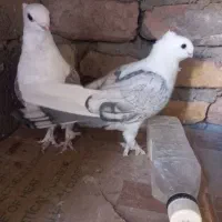 پشت طاوسی و طوقی|پرنده|تفت, |دیوار