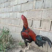 مرغ و ۹ تا جوجه لاری اصیل افغان|حیوانات مزرعه|آق قلا, |دیوار