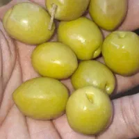 زیتون درجه 1 تازه رودبار  چکی|خوردنی و آشامیدنی|تهران, زعفرانیه|دیوار
