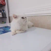 پرشین فلت|گربه|بوشهر, |دیوار