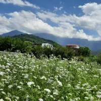 زمین قیمت مناسب بالای پرورش ماهی شموشک علیا|فروش زمین و ملک کلنگی|گرگان, |دیوار