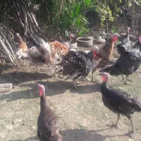 مرغ وبوقلمون|حیوانات مزرعه|تالش, هشتپر|دیوار