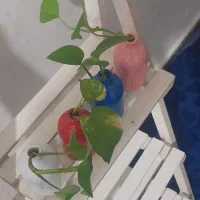 پک ۴ تایی پتوس و گلدون