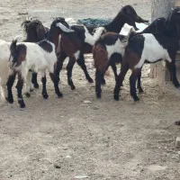 ۶بزغاله ماده تخمی تکه خورده ( همشون لینگ سه قلو )