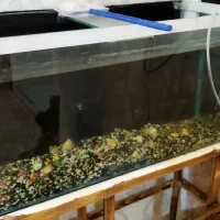 آکواریم بزرگ به همراه ماهی|ماهی|مشهد, انقلاب|دیوار