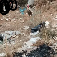 خروس  هکلی اصل عربی|حیوانات مزرعه|حمیدیه, |دیوار