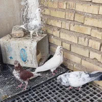 طوقی پالخت و کاشونی