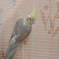 عروس هلندی ماده آماده|پرنده|کرج, عظیمیه|دیوار