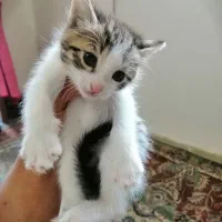 گربه