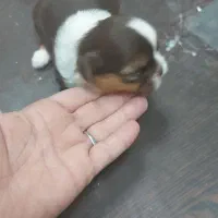 واگذاری شیتزو|سگ|کوچصفهان, |دیوار