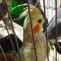 عروس هلندی بالغ